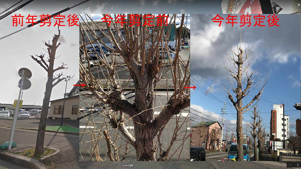 技術力の例（樹形の復旧）